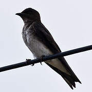 Grey-breasted Martin