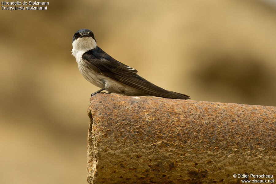 Tumbes Swallow