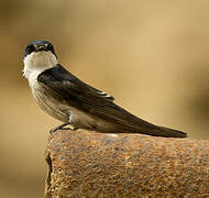 Tumbes Swallow