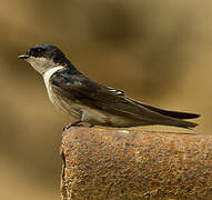 Tumbes Swallow