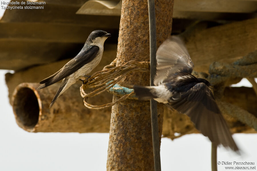 Tumbes Swallow