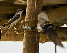 Tumbes Swallow