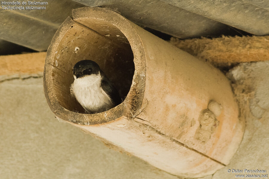 Tumbes Swallow