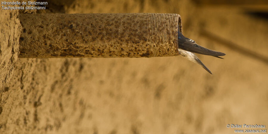 Tumbes Swallow