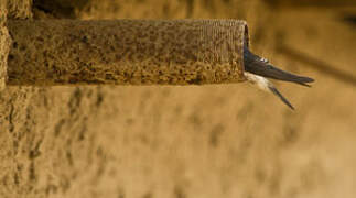 Tumbes Swallow