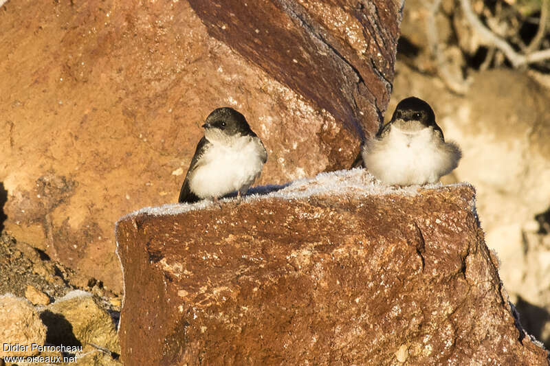 Andean Swallowjuvenile, identification
