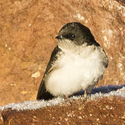 Andean Swallow