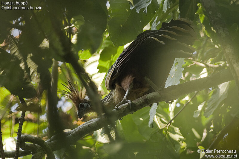 Hoatzin, identification