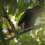 Hoatzin