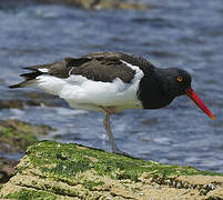 American Oystercatcher