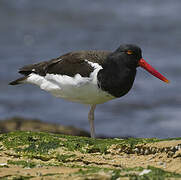 American Oystercatcher