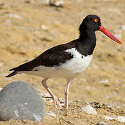 American Oystercatcher