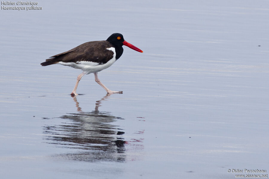 American Oystercatcher