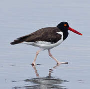 American Oystercatcher