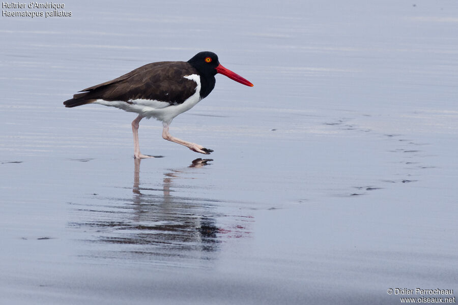 American Oystercatcher