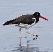 American Oystercatcher