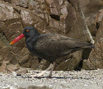 Black Oystercatcher