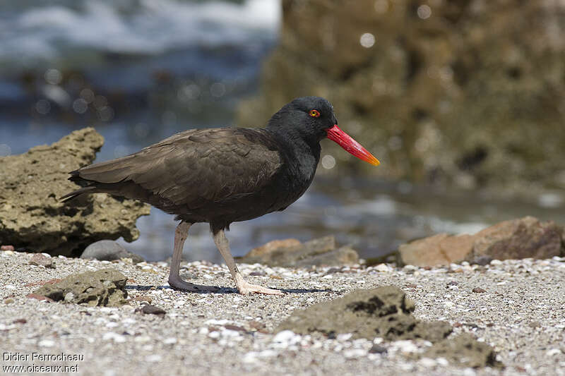 Black Oystercatcher, identification