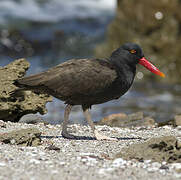 Black Oystercatcher