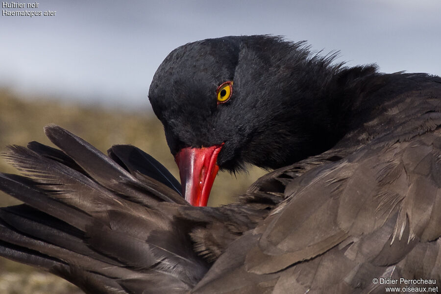 Blackish Oystercatcher