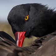 Blackish Oystercatcher