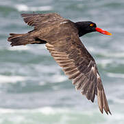 Blackish Oystercatcher