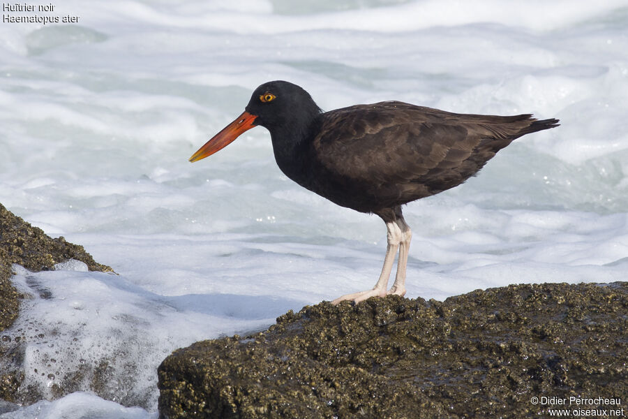 Blackish Oystercatcher