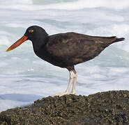 Blackish Oystercatcher