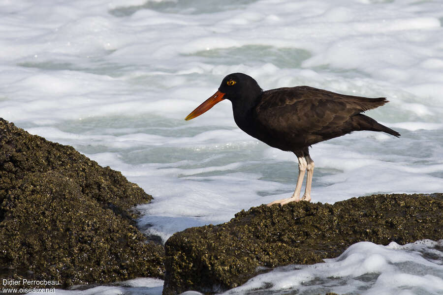 Blackish Oystercatcheradult breeding, identification