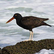 Blackish Oystercatcher