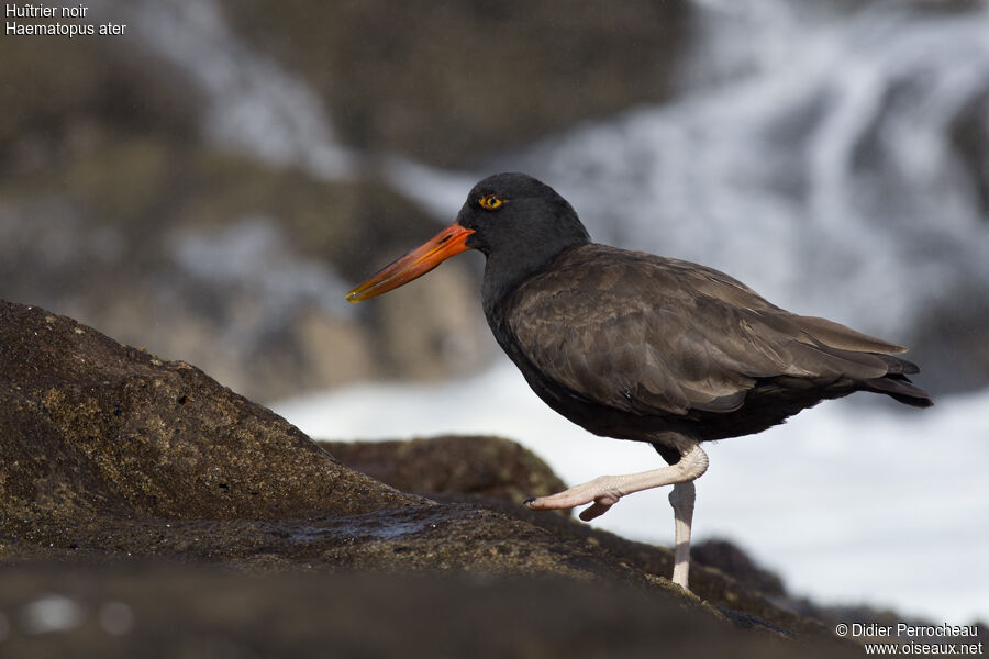 Blackish Oystercatcher