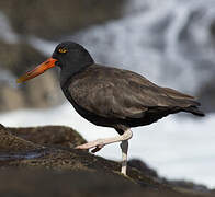 Blackish Oystercatcher