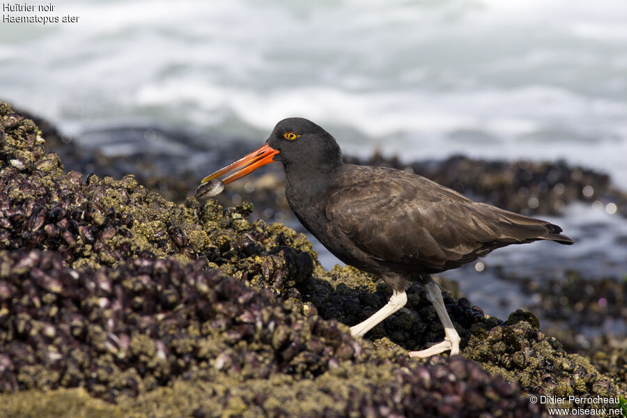 Blackish Oystercatcher