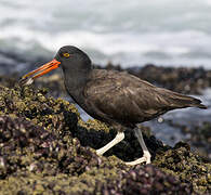 Blackish Oystercatcher