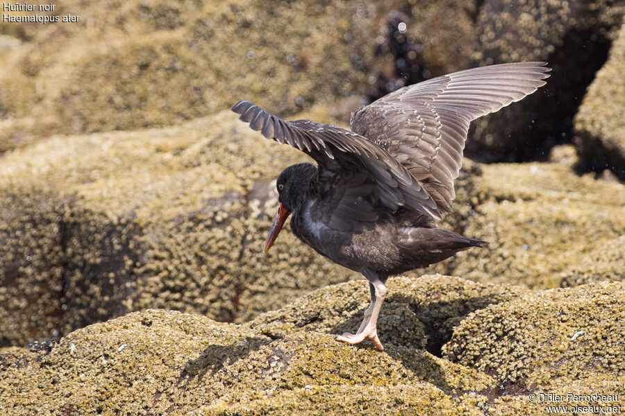 Blackish Oystercatcherjuvenile