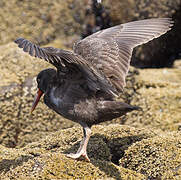 Blackish Oystercatcher