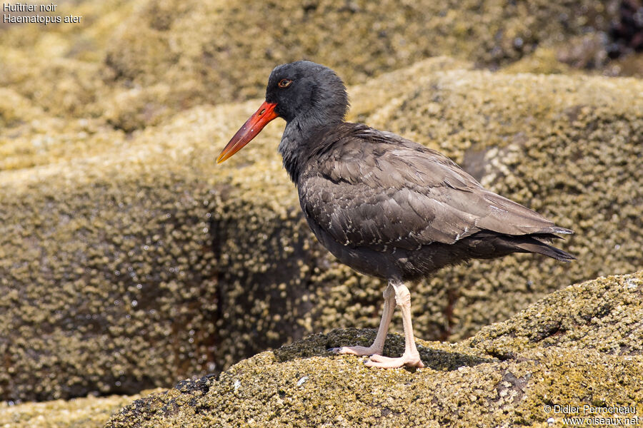 Blackish Oystercatcher