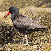 Blackish Oystercatcher