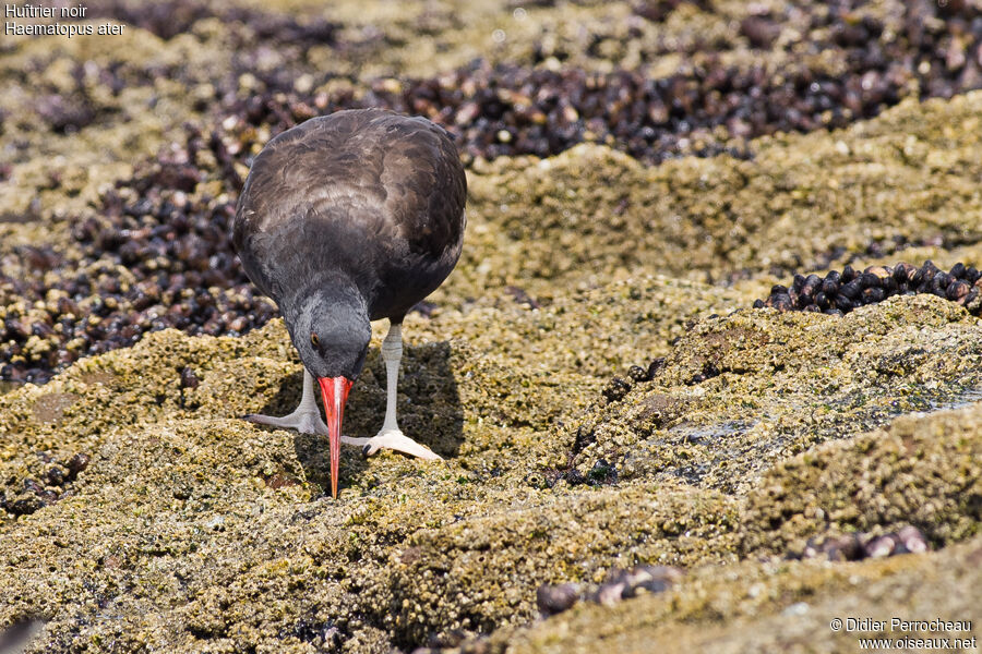 Blackish Oystercatcher