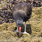 Blackish Oystercatcher