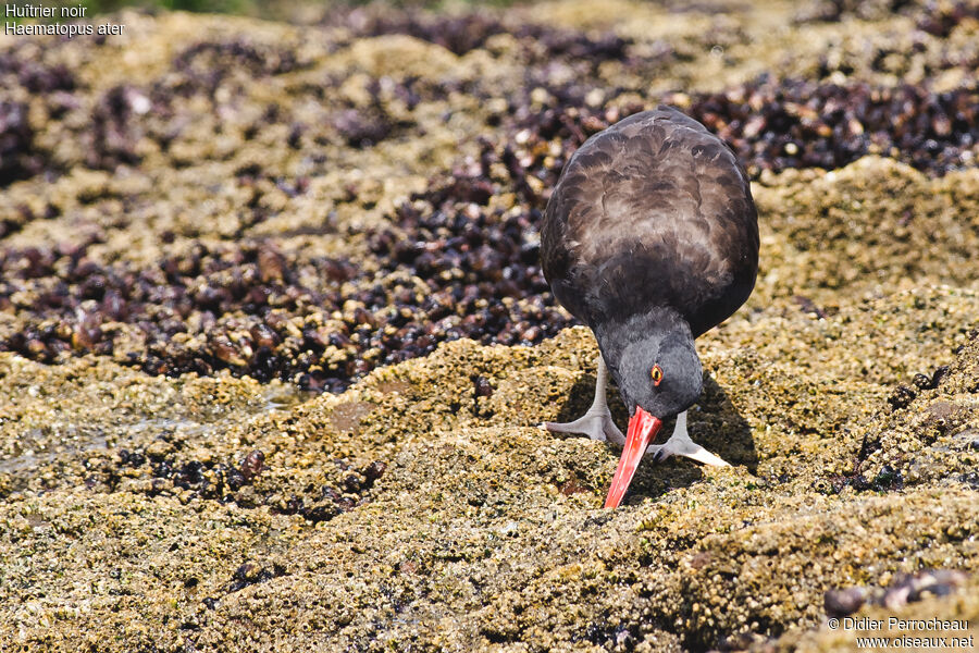 Blackish Oystercatcher