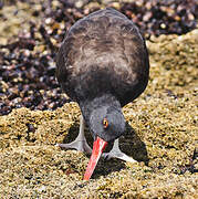 Blackish Oystercatcher