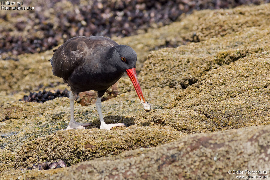 Blackish Oystercatcher