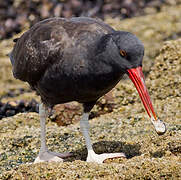 Blackish Oystercatcher