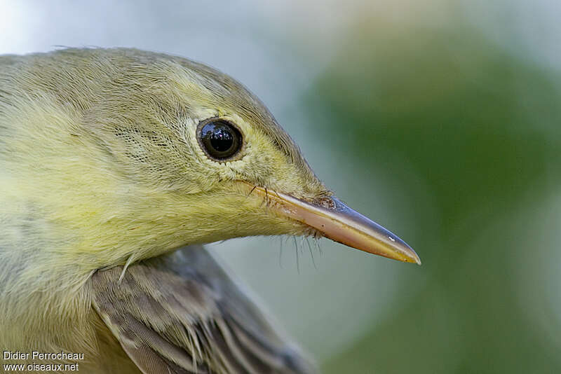 Icterine Warbler, close-up portrait
