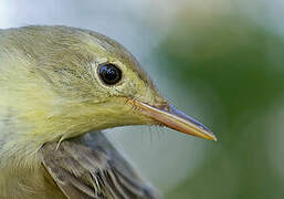 Icterine Warbler