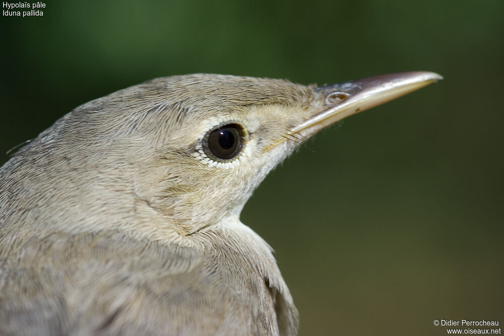 Eastern Olivaceous Warbler