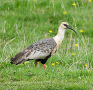 Black-faced Ibis