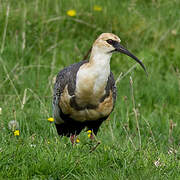 Black-faced Ibis