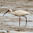 Ibis blanc